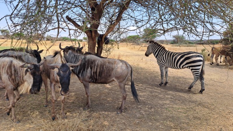 Serval, zebre i gnuovi